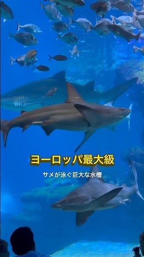 子連れマヨルカ旅行失敗しない定番スポット #マヨルカ島 #マヨルカ #子連れ旅 #mallorca