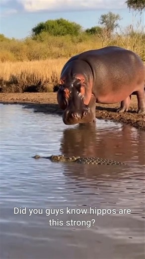 Underwater Clash: When a Hippo Meets a Croc