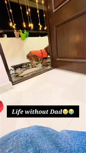 🥺 → 😈 #oakley #spaniel