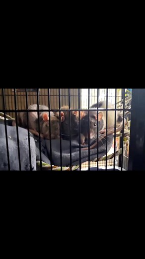 What are your rats favourite snacks? "I thought you were bringing me snacks, but its just your weird tasting fingernail.." Some of our mischief's favourite snacks are corn, chicken, banana, peas and sunflower seeds. 🐀 #petrats #ratadventures #rats #fancyrats #rexgenes #beautifulrats #emotionalintelligence #ratsareawesome #RTS #ratsareadorable #petfriendly #pets #digitalcreator #petlovers #petcare #iloverats #youloverats #weloverats #cute #cutenessoverload #rat #magnacarta #magnacartaratteryandr