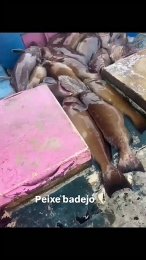 Pescaria no nordeste brasileiro peixe badejo #idp | Informações da pesca e oceano IDP