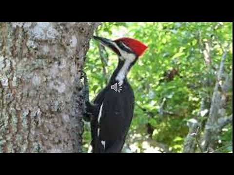 Woodpecker Pecking | Sound of a Woodpecker