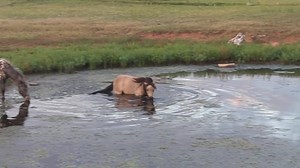 59K views · 1K reactions | And then there's Pink... LOL | Mystic Rock Miniature Horses | Facebook