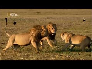 Lions attack! Lionesses defend their cubs against intruding