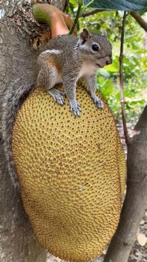 Biggest Jackfruit Ever? 😲🌿