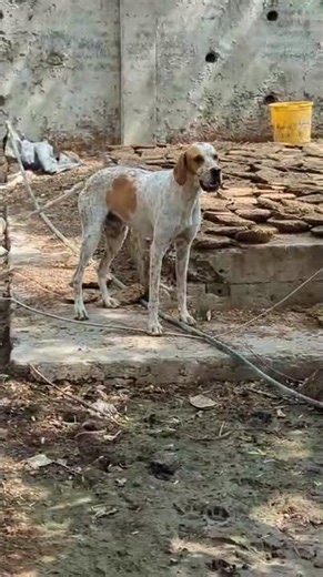 english pointer male shikar per lgaa howaa hy location mianwali .. video fresh . +92 306 2498310