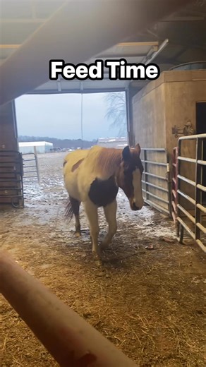 Teeter getting in her stall for dinner with guest appearances by Finn and Mia! #horselife #painthorse #fypシ #horselover #woohoo | Karen Dille Walker