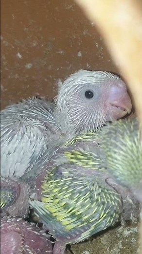 Home breed birds #birds #breedingpair #chickenbreeding #parrot #birdsavairy #eggincubation