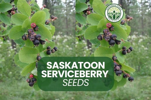 50 Saskatoon Serviceberry Seeds – Amelanchier Alnifolia – Edible Shrub – Native Pollinator Plant – Cold Hardy – Non-gm - Etsy