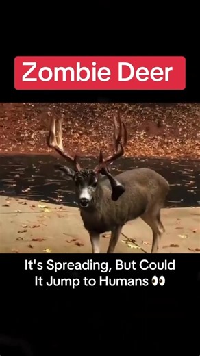 Zombie Deer Disease - officially called Chronic Wasting Disease, a prion disease that’s spreading