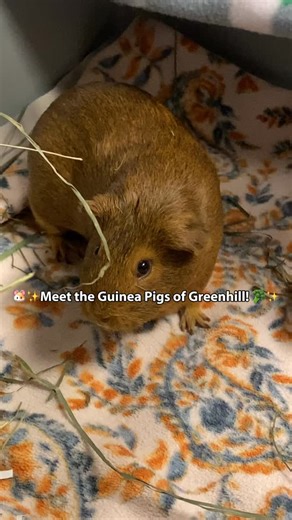 Meet the Guinea Pigs of Greenhill! In order, we have: Melody, Chorus, Claire, Potato, and Opalite! (Claire and Potato have since been adopted) 🐹❤️ If you’re interested in bringing a new little furry friend (or two) into your home this holiday season, come out to Greenhill any day of the week from 11am-4pm and see if any of these piggies are the right fit for your family. Learn more at www.green-hill.org. ✨ #AdoptableGuineaPig #GreenhillHumaneSociety #Adopt | Greenhill Humane Society