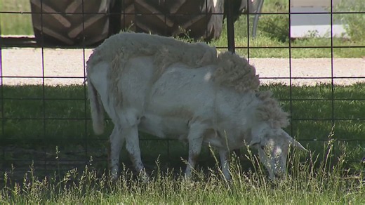 Western Illinois farmers discuss fear, financial losses after livestock attacks