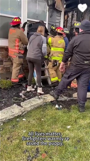 😱🇺🇸💯Dog Rescued by Firefighters from a House Fire.