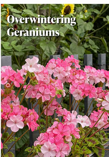 Overwintering Geraniums: Essential Tips for Success