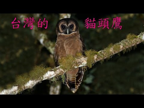 台灣的貓頭鷹