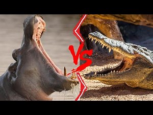 Hippo VS Crocodile || Hippo VS Nile Crocodile Who Would Win