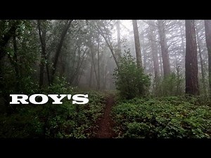 Roy's Redwoods