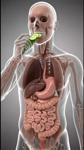 Real-Time Reaction: What Happens Inside Your Stomach When You Eat Cucumbers #3danatomy#science#facts