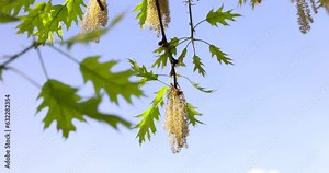 young spring oak foliage and oak flowers during flowering, details of the oak tree in the spring season