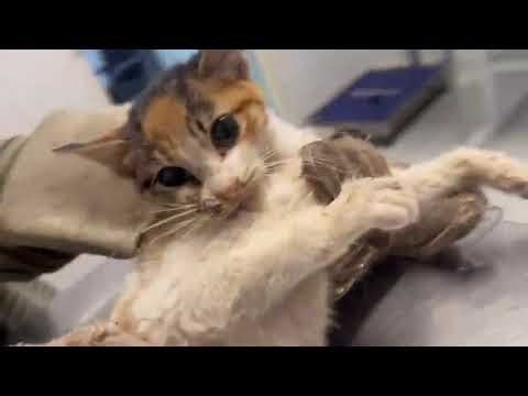 Kitten Being Eaten Alive From The Inside Out, Her Own Body Slowly Killing Her [STORY BELOW]