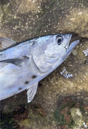 Sydney Shore Jigging Tuna Fishing Experience