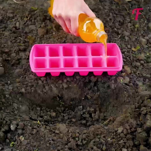 2.5K views | How to grow a lemon tree and eggplant at home? | Indonesia Raya | Facebook