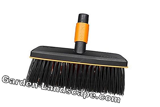 Plants: Broom - care, cutting, propagation and wintering | 2025