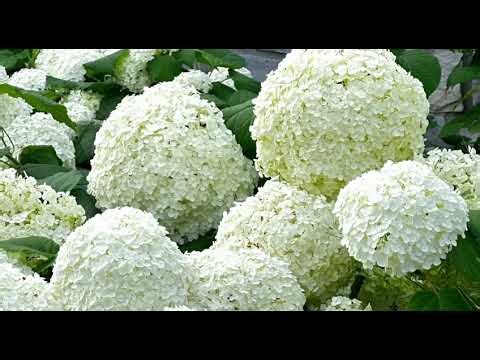 Discover Sherbrooke, Nature- a charming city in Quebec-3