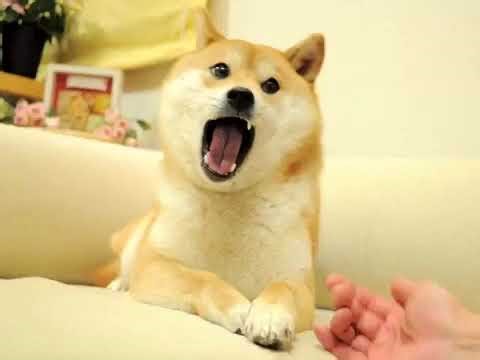 Doge has a Sparta Remix (FT. Gabe The Dog) (REUPLOAD)
