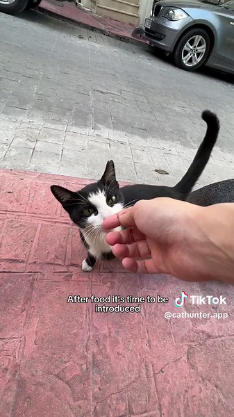 How To Make Friends With Cats: A Comprehensive Guide