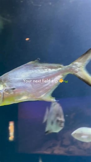 Beat the heat under the sea and under the trees! 🌊 🌳 Head over to the @mssciencemuseum to explore the stunning wildlife that fills our state. 🐟 🦜 From the colorful fish in Mississippi’s waters to the birds in the trees, there’s so much to discover! Come immerse yourself in nature’s beauty and check out “Stay Cool: Unique Indoor Attractions to Explore This Summer” for more! https://visitmississippi.org/experiences/mississippi-unique-indoor-attractions/ #VisitMS #MississippiMuseumofNaturalScie