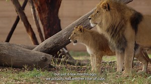 On last nights episode of Who's Who in the Zoo you would have seen Lion Lwazi's long journey to Taronga Western Plains Zoo in Dubbo, where he formed a special bond with our lioness Marion 📺🦁 We caught up with Keeper Megan to see where Lwazi and Marion are now. Tune in below to hear the most paw-fect update 😉 Also, catch up on previous seasons and follow-up episodes via our Taronga Documentary hub (link in bio comments 👇) #forthewild #tarongawhoswhointhezoo | Taronga Western Plains Zoo