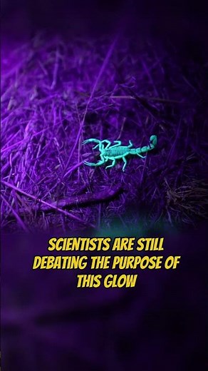 Shine a UV Light… and Scorpions Turn into Glowing Aliens!