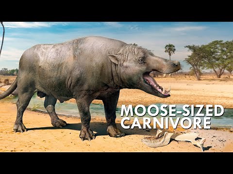 Is Andrewsarchus The Biggest Carnivorous Land Mammal Of All Time?