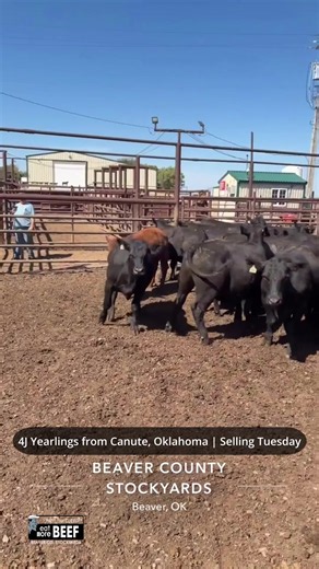 A really good set of yearling steers and heifers from 4J in Canute, Oklahoma, sired by Hudson Angus bulls. The heifers have the genetics and quality to breed and develop into replacements. We sold cattle from this same program this spring, and here is another opportunity to buy into these proven genetics.