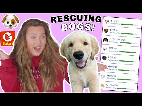 BITLIFE'S *NEW* DOG HOUSE CHALLENGE!