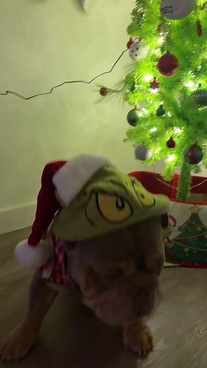 Celebrating Christmas with Your Bulldog