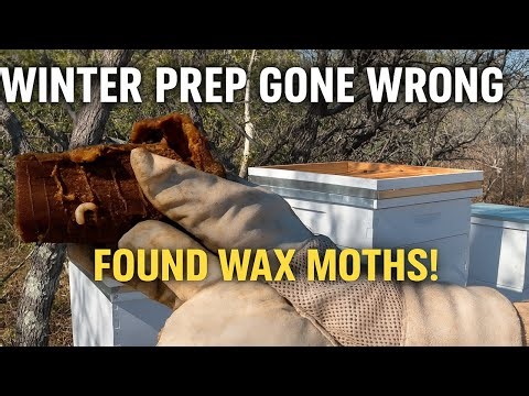 Beekeeping Reality: Found Wax Moths While Winterizing the Hives (Part 1)
