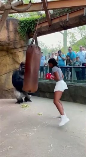 Gorilla Boxers Unite: Punching Bags Fly! #ZooBoxing #GorillaPower #ViralMoment