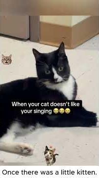Once there was a little kitten 🐱 #CatLife #Kitten #PetMemories