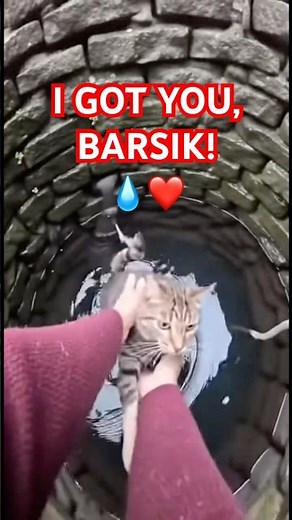 The Most Heartwarming Cat Rescue You’ll See Today#catrescue #grandma #animalrescue #cats #catvideo