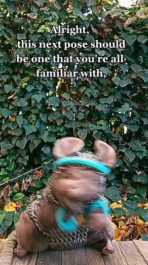 I don't think this was supposed to be on the lesson plan... 🧘🧘‍♀️🐭🧘‍♂️ #sirmousecot #yoga #selfcare #mentalhealth #downwardspiral #whimsy #exercise #selfimprovement #idontthinkitsajokeanymore #takecareofyourselves