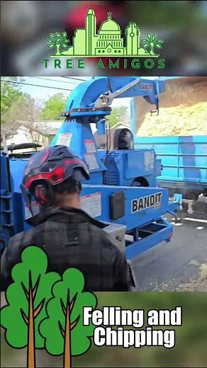 🌳 Say Goodbye to Stumps with Tree Grinding