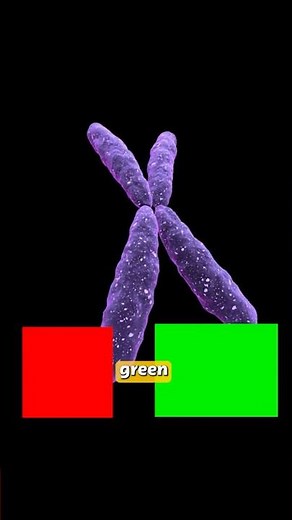 Why Women See Colors Better Than Men?