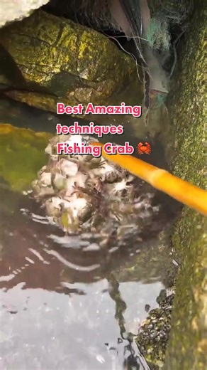 Best Amazing techniques Fishing Crab 🦀 #wildlife #Techniques #nature #fyp #travellife #fishing #animalsworld #fishtok #fishtok #fishinglife #fisherman