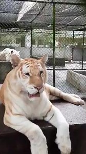 The RAREST TIGER in the world !!!! Strawberry Tiger | Lyger Animal Sanctuary - ZOO