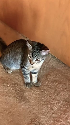 “Kitties Everywhere — So Much Fun! 😻🎉🐾”