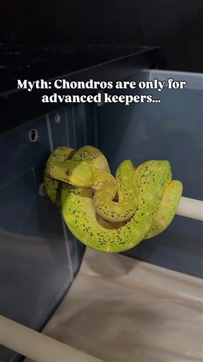 CQ Tropical Reptiles | Brooke & Keenan on Instagram: "Green tree pythons are often labelled “advanced” not because they’re fragile or reactive, but because they don’t tolerate trial and error husbandry. Their care is actually very straightforward once you understand why they need what they need. 1️⃣ Simple arboreal design Chondros don’t need elaborate or cluttered setups. Less is often more. What matters is usable space: secure horizontal perches of the right diameter that allow them to fully su