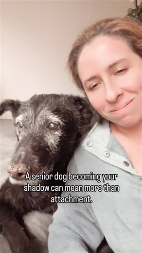 Sometimes older dogs begin staying closer to you. They follow you from room to room, sometimes even waiting outside the bathroom door. At first it can feel sweet. Then you start to wonder what has changed. Clinginess in senior dogs can have several explanations. In some cases it is simply stronger attachment. In others it can reflect anxiety, subtle cognitive changes, or physical discomfort that makes them feel safer when they are near you. Over the years I have seen many senior dogs become more