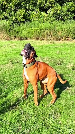 #dog #boxerdog #viral #trending